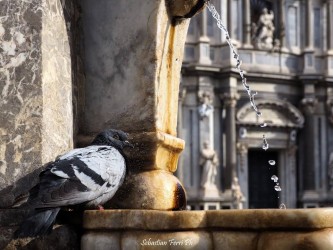 Piazza Duomo - dettaglio