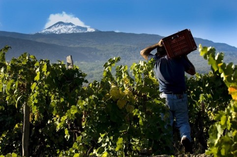 La vendemmia: storie, riti e tradizioni