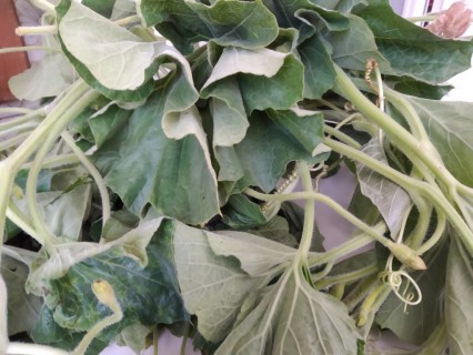 Taddi di cucuzza: la zuppa estiva