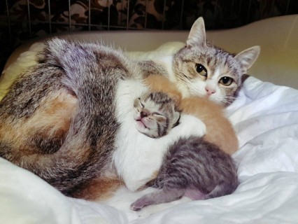 Le Aristogatte ONLUS: volontariato catanese a tutela dei gatti