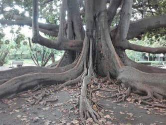 Albero secolare