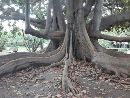 Albero secolare