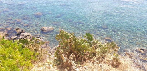Pale di Fichi d'India
